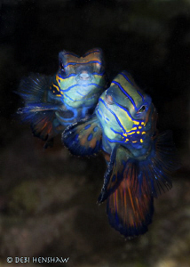 "Cuddles" Mating Mandarinfish at Lembeh by Debi Henshaw 
